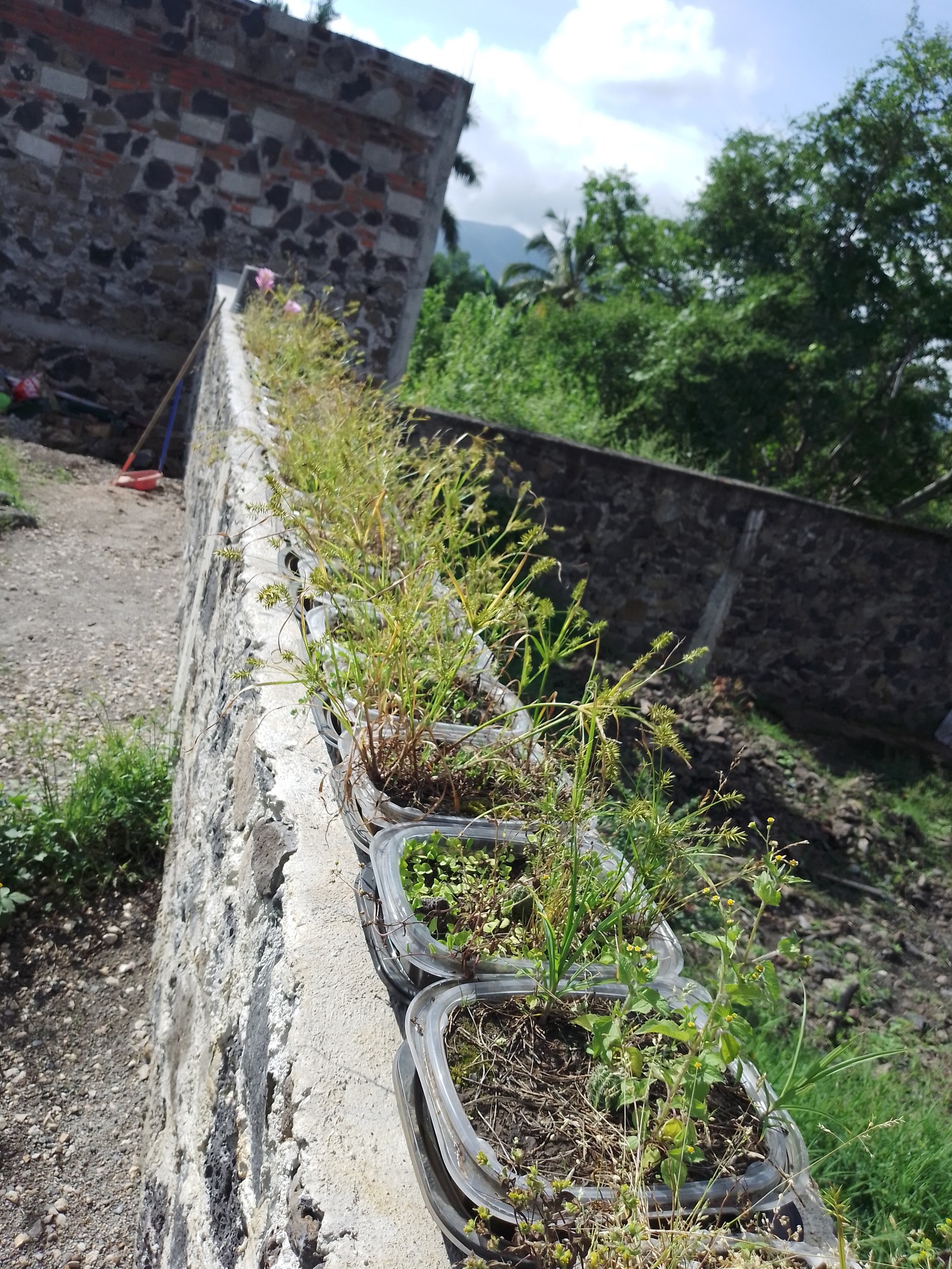 Macetas y plantas en jardín
