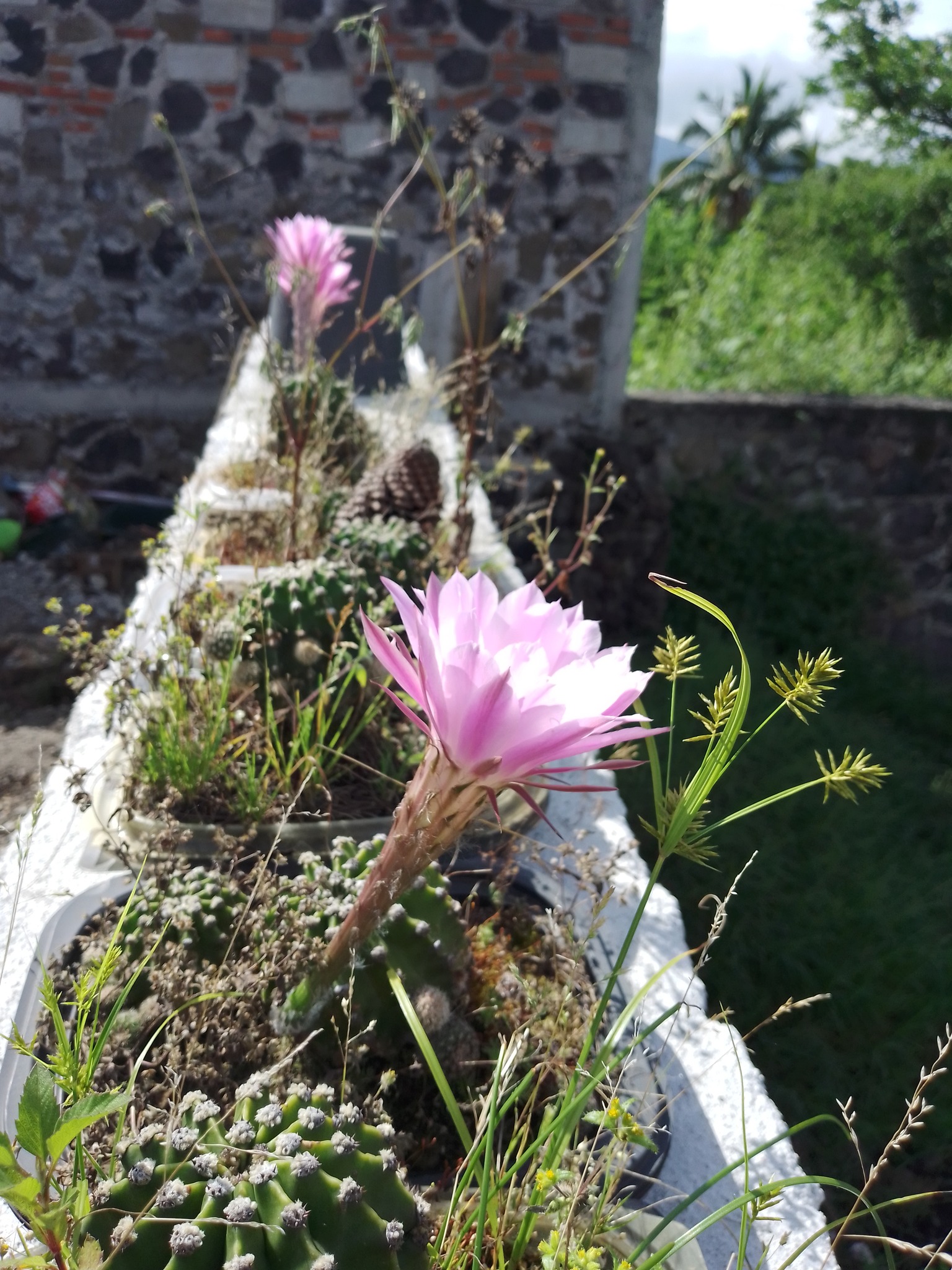 Flor rosa de cactus