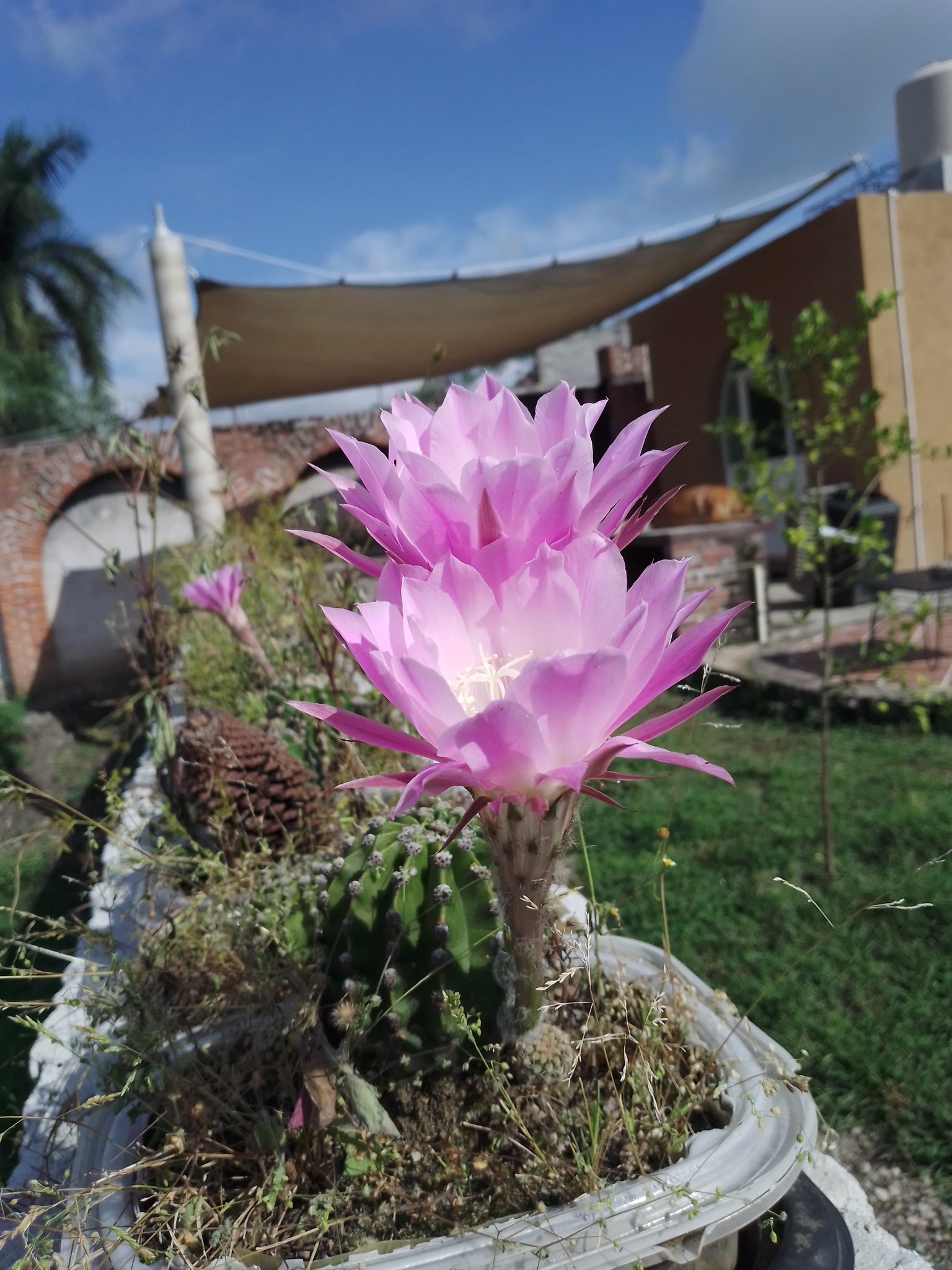 Flor rosa de jardín
